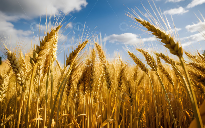 高清大图下载【趣麦麦图】金黄色麦穗芒种AI摄影图