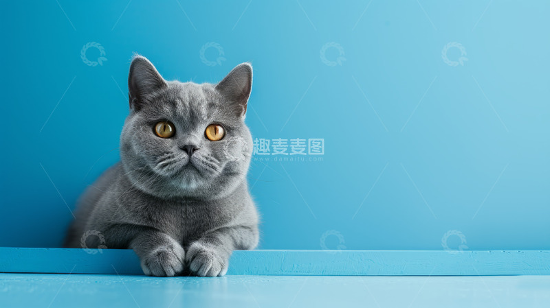 高清大图下载【趣麦麦图】宠物摄影猫猫