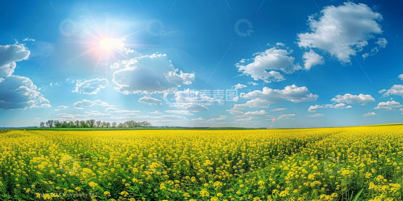 高清大图下载【趣麦麦图】蓝天白云油菜花海背景