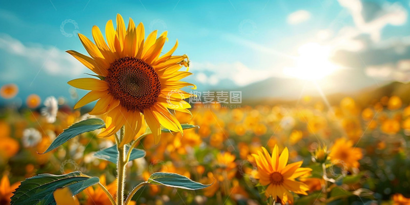 高清大图下载【趣麦麦图】户外大自然向日葵花海