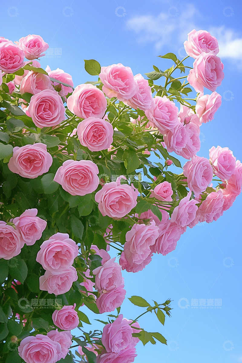 高清大图下载【趣麦麦图】浪漫粉色玫瑰花