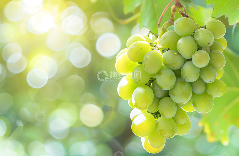 高清大图下载【趣麦麦图】绿色葡萄实拍摄影