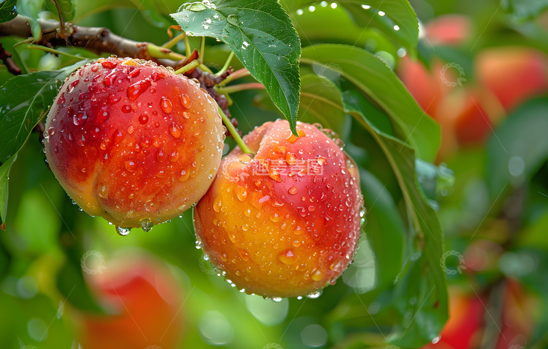 高清大图下载【趣麦麦图】新鲜苹果树上近距实拍