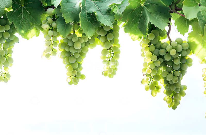 高清大图下载【趣麦麦图】绿色葡萄悬吊实拍