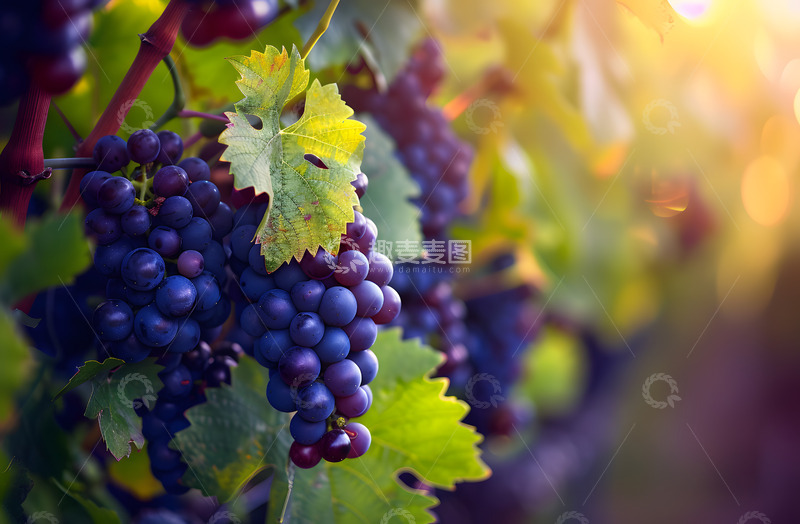 高清大图下载【趣麦麦图】水果树上实拍摄影