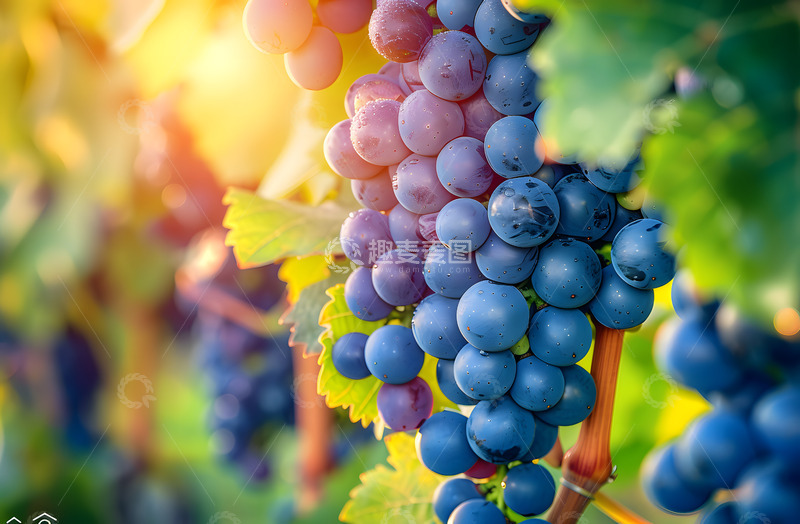 高清大图下载【趣麦麦图】紫色葡萄近距摄影