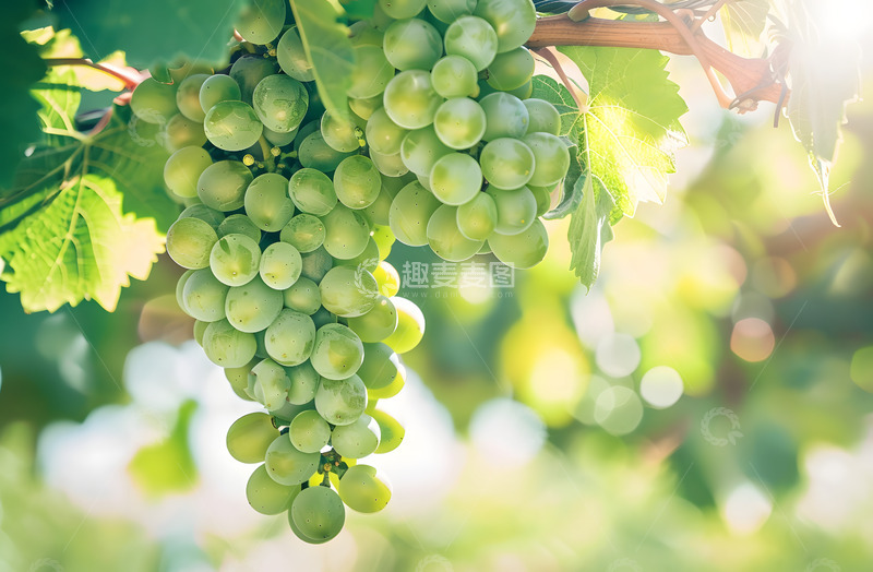 高清大图下载【趣麦麦图】树上的葡萄实拍