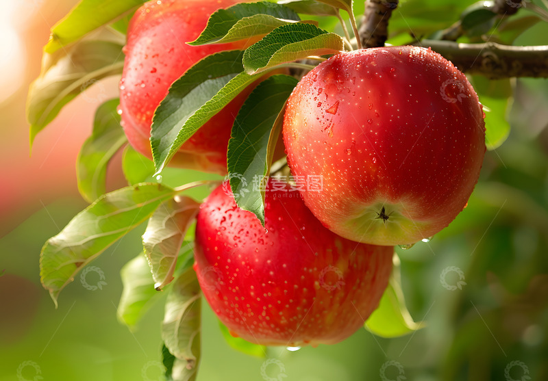 高清大图下载【趣麦麦图】红苹果树上近距拍摄