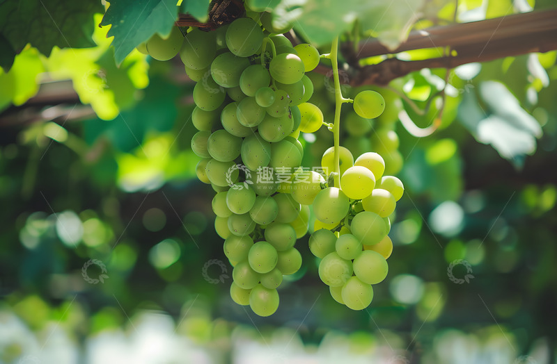 高清大图下载【趣麦麦图】葡萄提子水果实拍