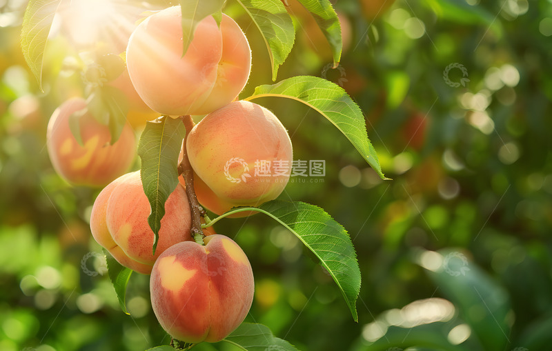 高清大图下载【趣麦麦图】树上的桃子摄影实拍