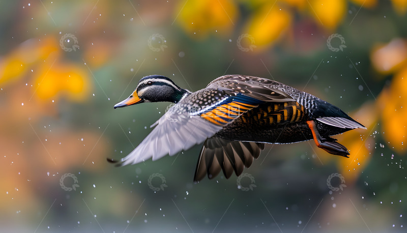 高清大图下载【趣麦麦图】中华秋沙鸭飞行摄影图