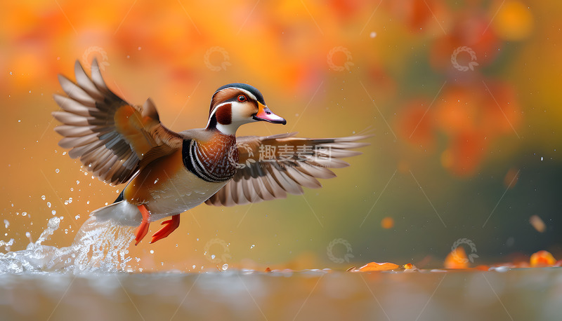 高清大图下载【趣麦麦图】中华秋沙鸭摄影