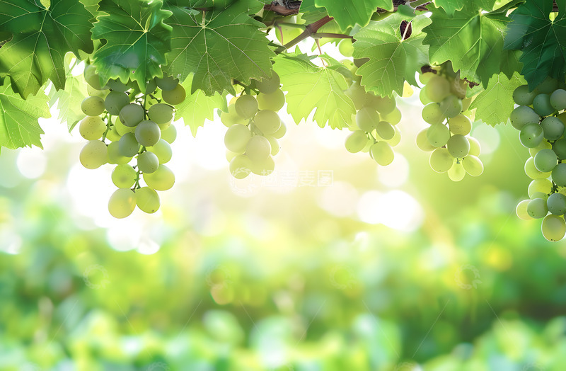 高清大图下载【趣麦麦图】绿色葡萄摄影实拍图