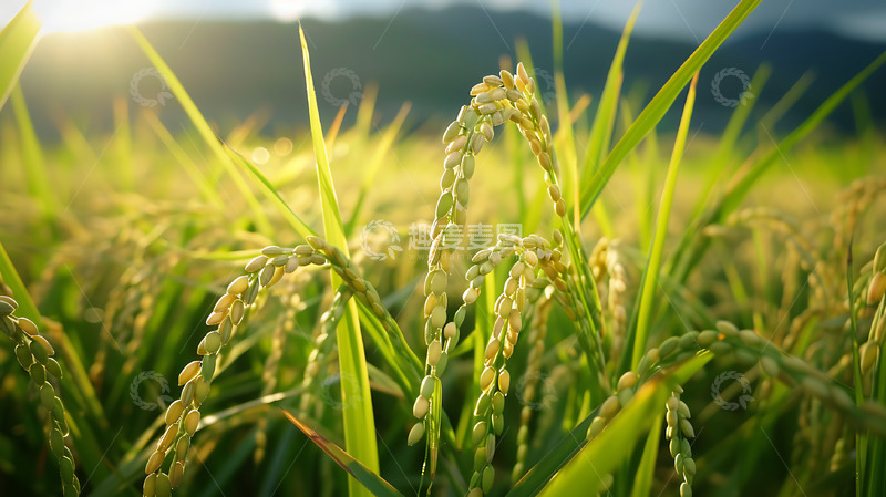 稻谷水稻农田田野风景耕田