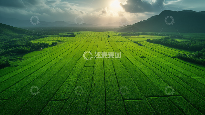 高清大图下载【趣麦麦图】绿油油水稻景观
