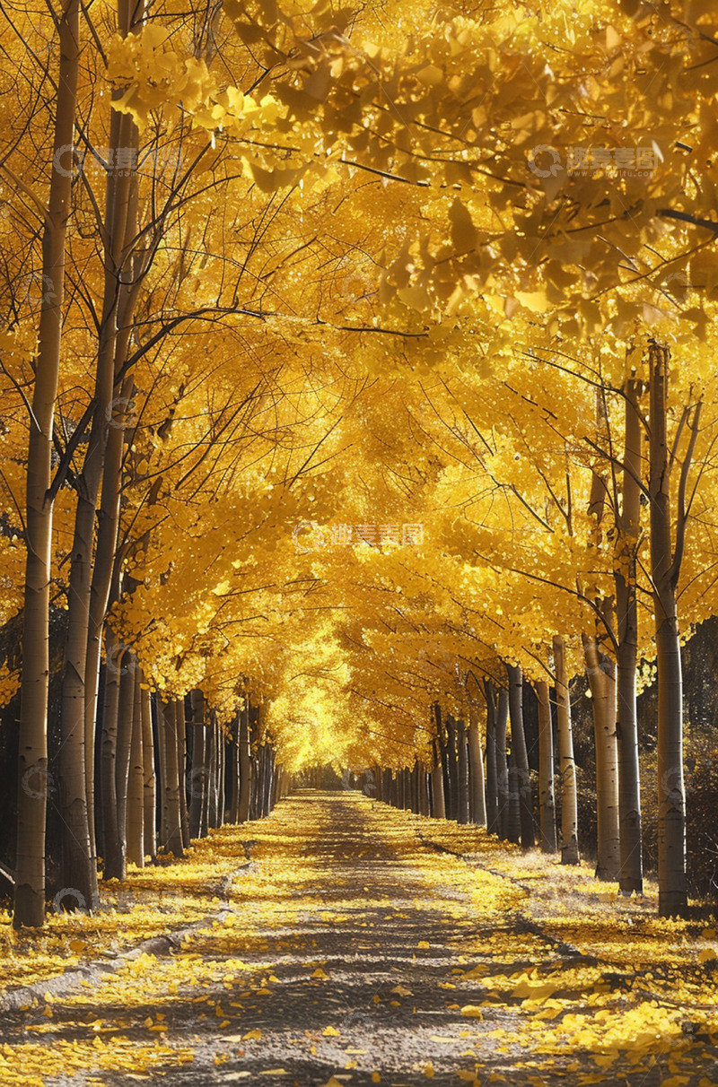 高清大图下载【趣麦麦图】秋天金黄树木公路