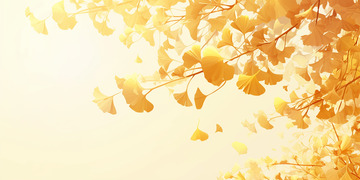 金黄色银杏树木背景