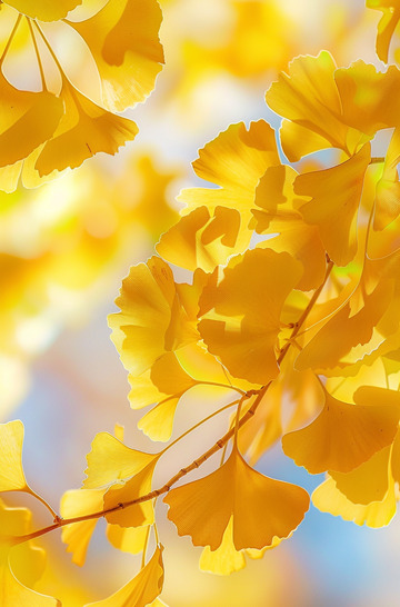 秋日金黄银杏背景