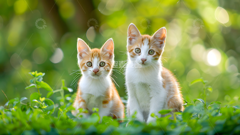 高清大图下载【趣麦麦图】两只橙白色小猫在绿色草地上壁纸