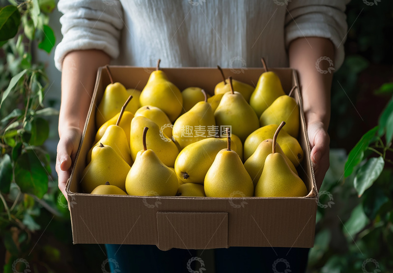 高清大图下载【趣麦麦图】手捧一盒黄色的秋梨AI摄影图