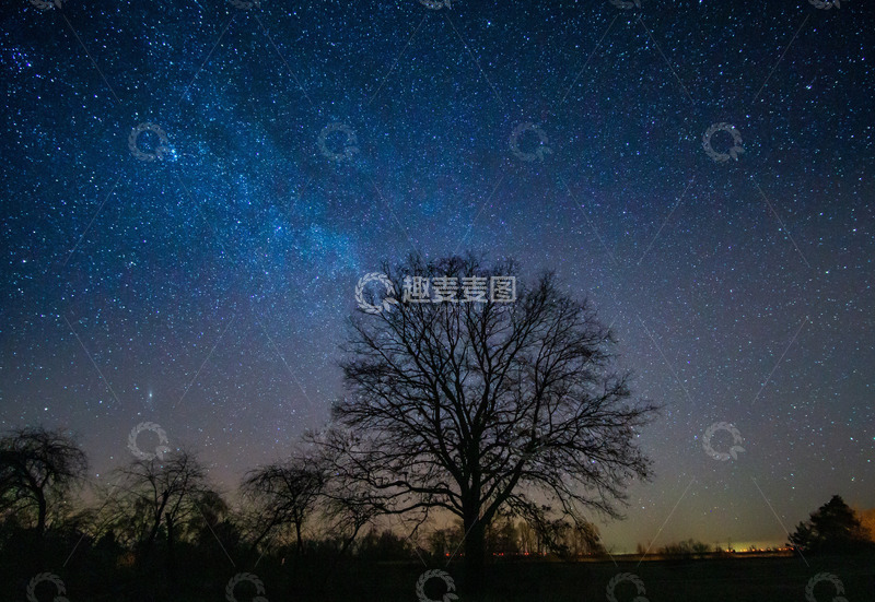 高清大图下载【趣麦麦图】夜空下的低角度树木剪影