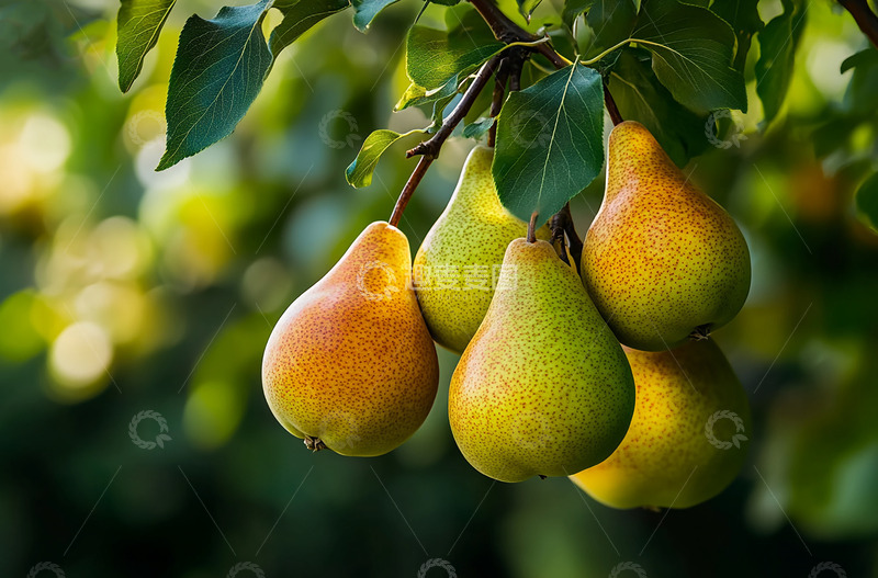 高清大图下载【趣麦麦图】成熟的梨树AI摄影图