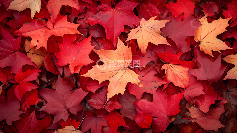 高清大图下载【趣麦麦图】满地鲜红的落叶