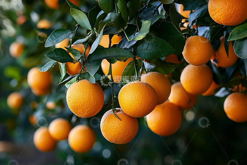 高清大图下载【趣麦麦图】成熟果实橙子AI摄影图