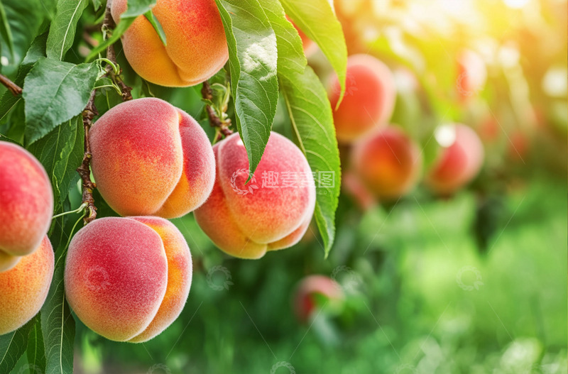 高清大图下载【趣麦麦图】结满桃子的桃树AI摄影图