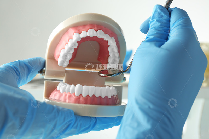 高清大图下载【趣麦麦图】专业牙医检查教学牙齿模型