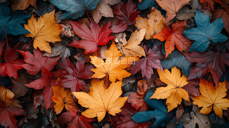 高清大图下载【趣麦麦图】秋天景色落叶满地