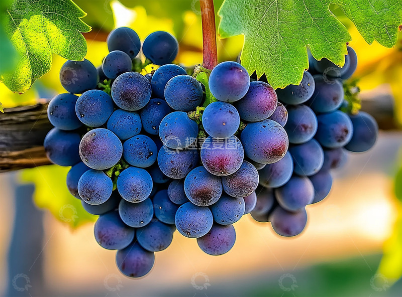 高清大图下载【趣麦麦图】葡萄藤上成熟的紫色葡萄AI摄影图