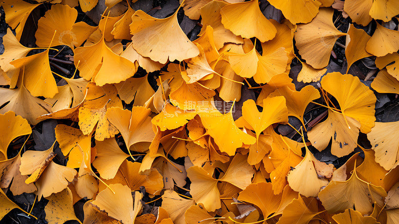 高清大图下载【趣麦麦图】满地银杏叶秋天