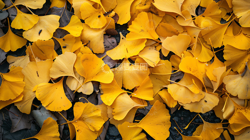 高清大图下载【趣麦麦图】银杏叶子树叶