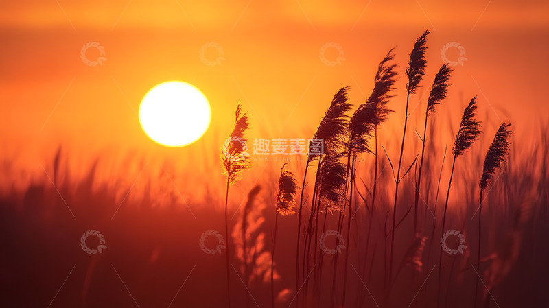 高清大图下载【趣麦麦图】夕阳芦苇秋景壁纸
