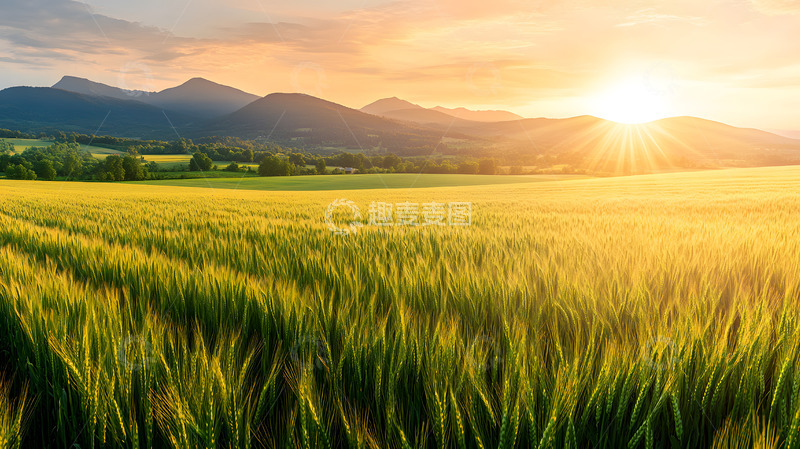 高清大图下载【趣麦麦图】日出下的田野风光