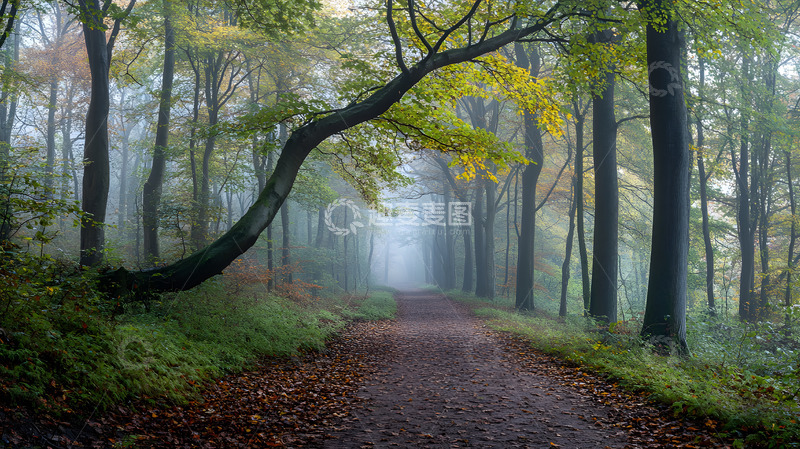 高清大图下载【趣麦麦图】晨雾中的森林小径