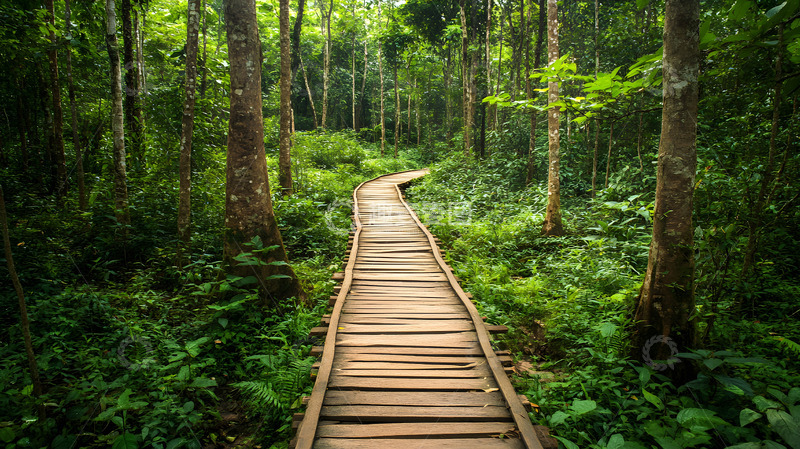 高清大图下载【趣麦麦图】森林木质步道通向绿意盎然的自然风景