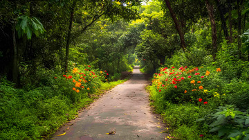 林间小路夏季花丛