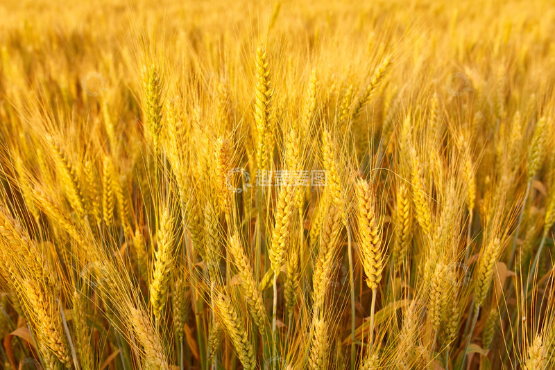 高清大图下载【趣麦麦图】金色麦浪丰收的海洋
