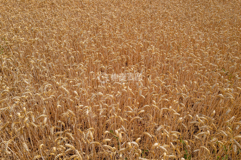 高清大图下载【趣麦麦图】晴朗天穹下的麦田颂歌