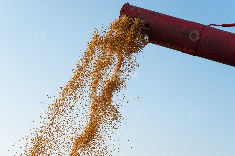 高清大图下载【趣麦麦图】金秋倾谷红管绘就丰收景