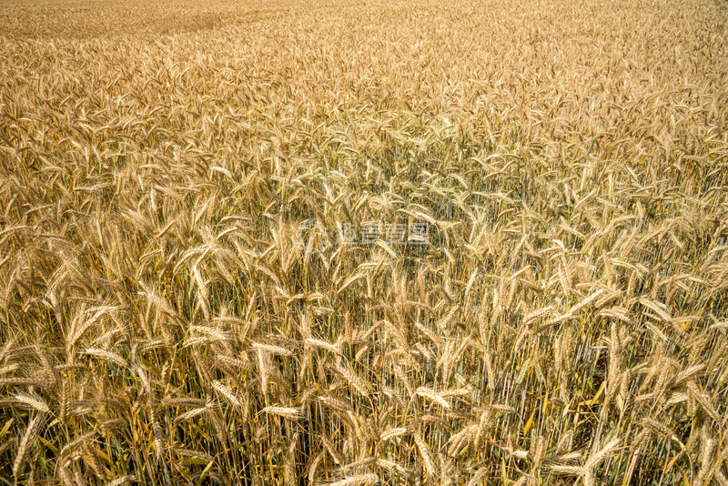 高清大图下载【趣麦麦图】秋日的宁静丰收图