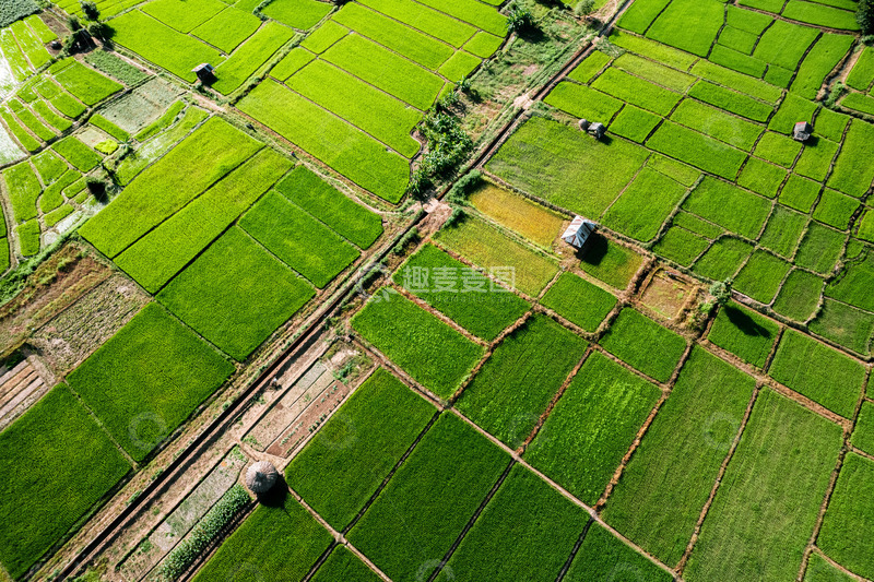 高清大图下载【趣麦麦图】绿野苍穹稻田几何与宁静自然
