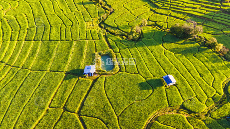 高清大图下载【趣麦麦图】稻田与蓝色屋顶的和谐画卷