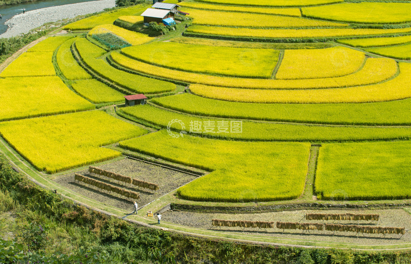 高清大图下载【趣麦麦图】金色梯田的宁静乡村风光