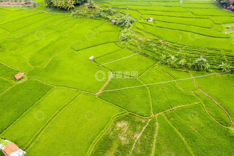 高清大图下载【趣麦麦图】绿意盎然的亚洲田园