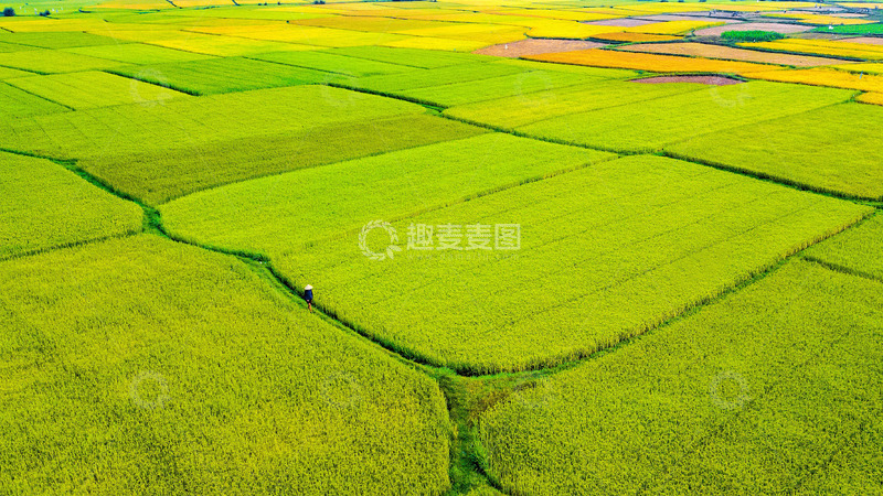 高清大图下载【趣麦麦图】丰收季节的宁静篇章