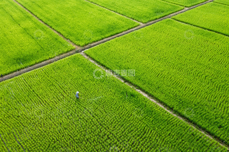 高清大图下载【趣麦麦图】稻田漫步绿色田野
