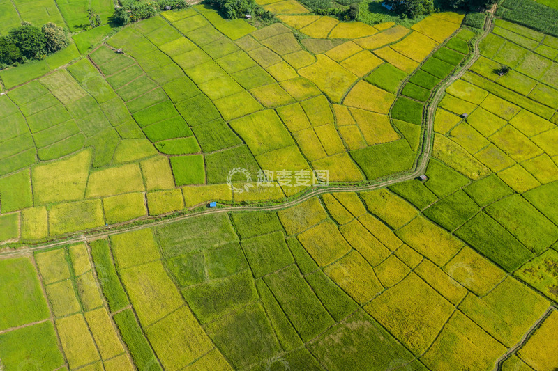 高清大图下载【趣麦麦图】多彩稻田的农耕画卷